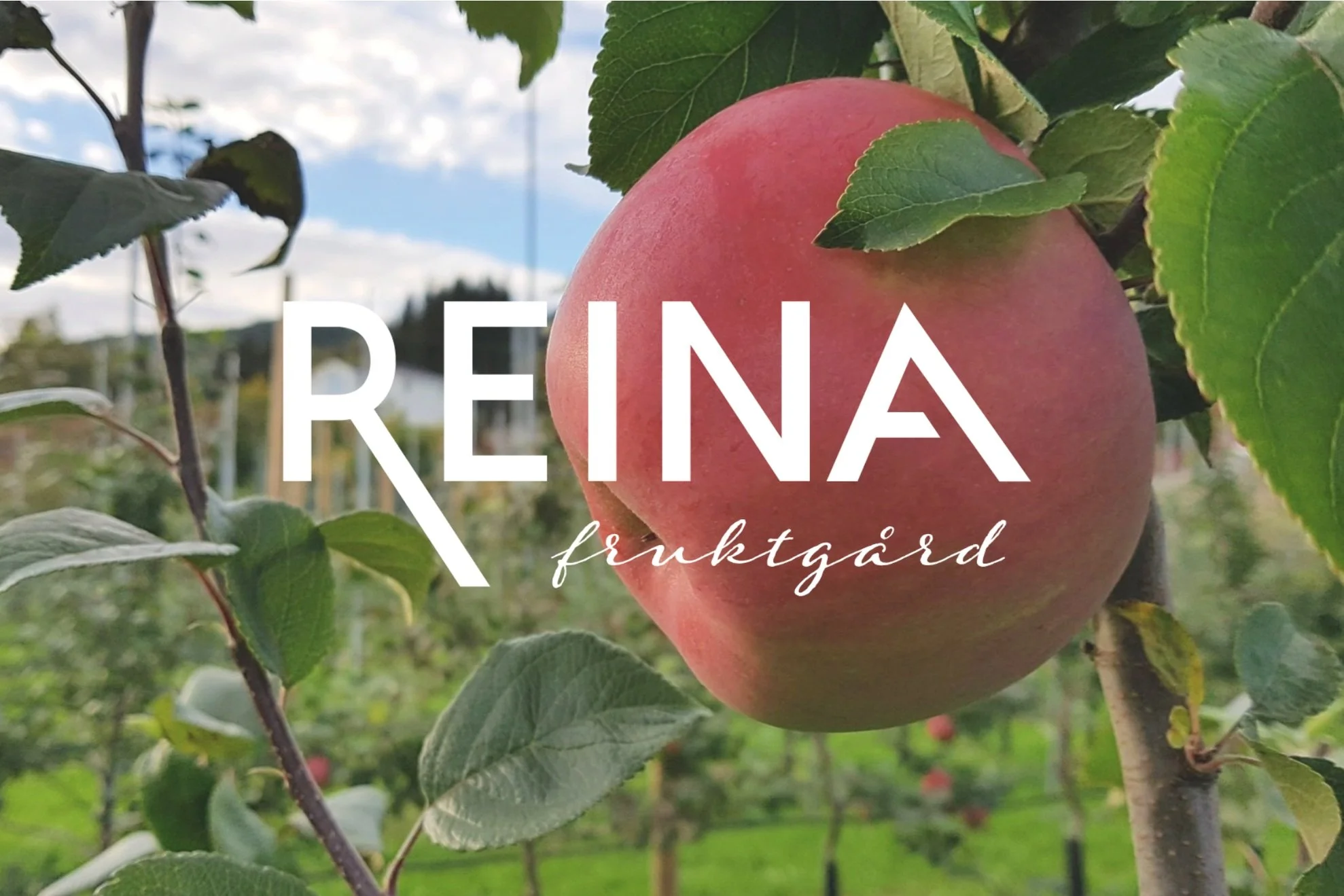 Nåværende logo til Reina Fruktgård